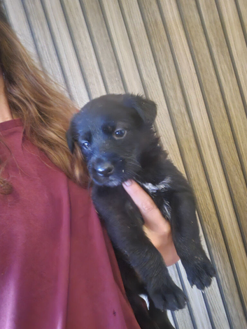Adorable shepador puppies