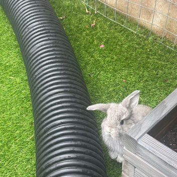 Baby girl mini lop ready now