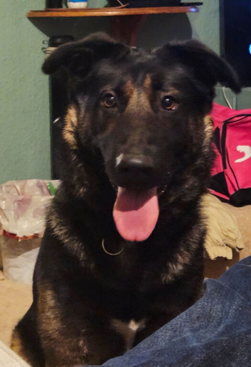 Saxon German Shepherd cross Akita