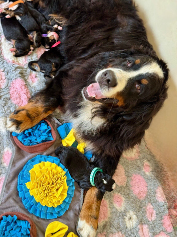 Beautiful Bernese Mountain Dog Puppies