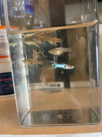 Japan Blue double Sword endler