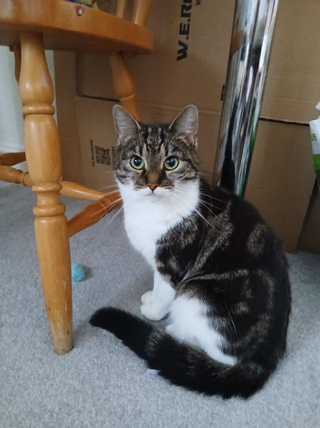 4 year old female cat