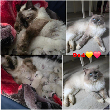 RAGDOLLS KITTENS /Reservation Open.