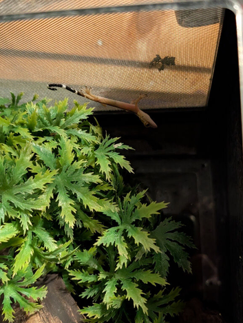 Skunk geckos