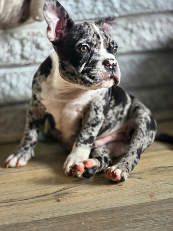 ABKC american pocket bullys