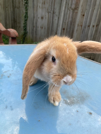 French Lop for sale in London