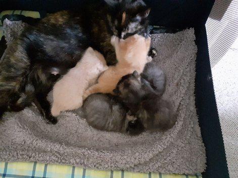 Stunning  unique colours kittens