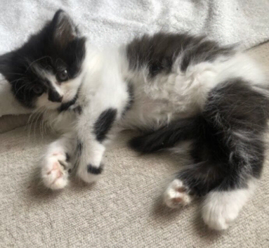 Beautiful long haired kitten