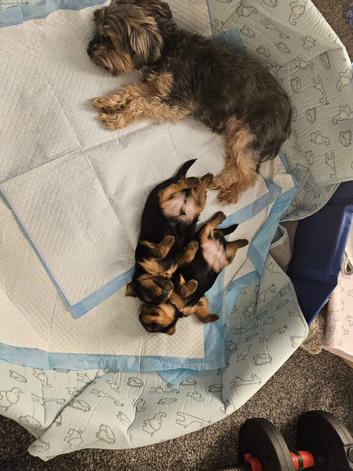 Beautiful Miniature Yorkshire Terrier Puppies &ndash; Boy & Girl