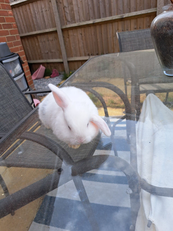 Purebred french lops