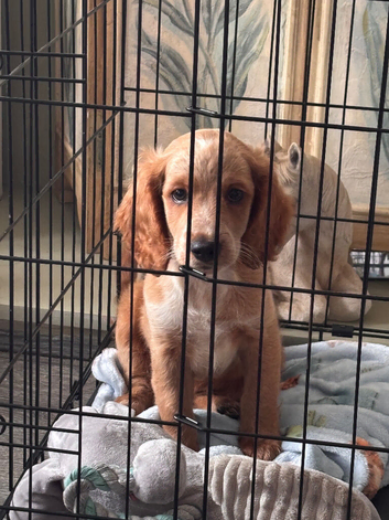 F2 cockapoo boy ready to leave