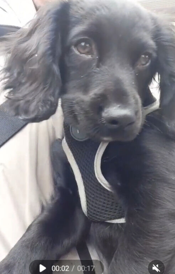 Cocker spaniel puppy
