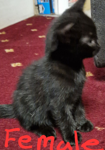 Black male kitten