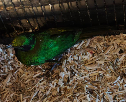 Emerald starling.