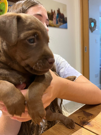 Beautiful chocolate patterdale