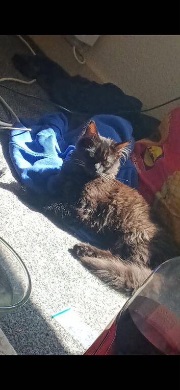 Mainecoon cross bengal