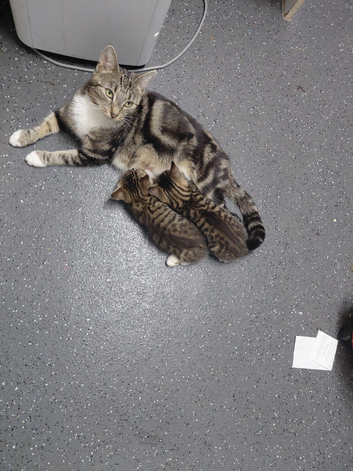 Kittn