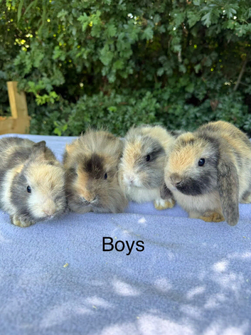 Mini lop babies for sale