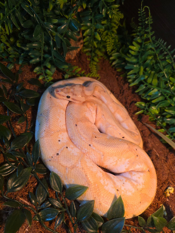 Banana ball python