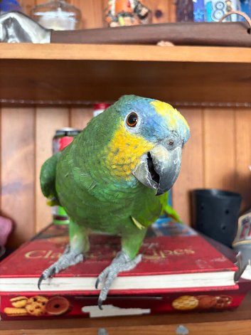 Machu, 7year old tamed Amazon (please read the description)