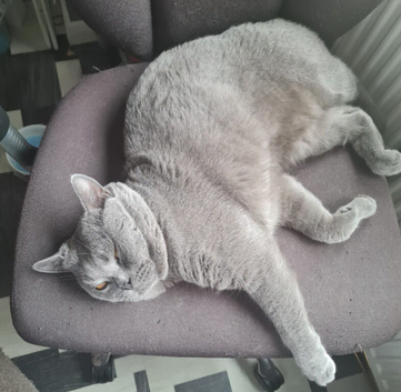 British Blue shorthair stud