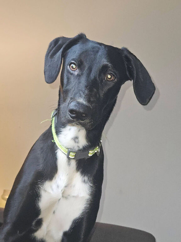 Beautiful 1-Year-Old Saluki &times; Greyhound Seeking a Loving Home