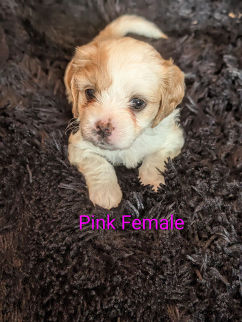Cavachon puppies