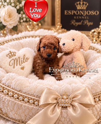 5-star licensed ESPONJOSO Exclusive Half Asian Toy Poodles DWKC registered