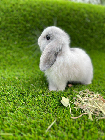 Mini lop pure bred female reserved