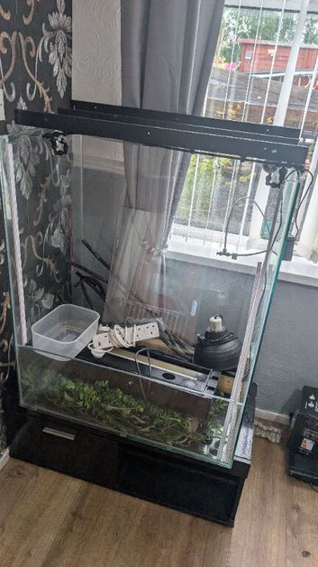 Chameleons viv