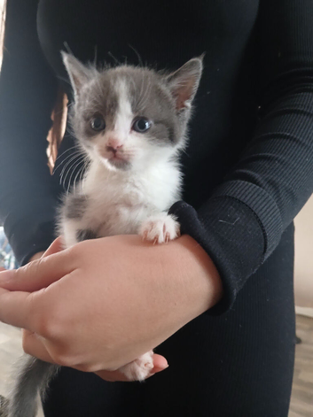 Lovely colour kittens for sale