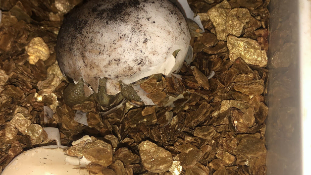 Horsfield hatchlings No Offers please