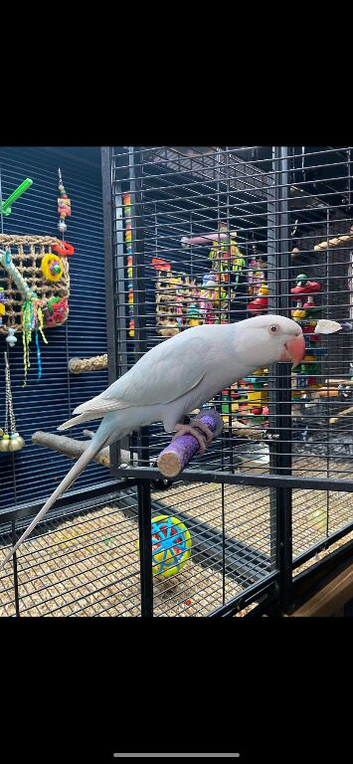 Semi tame 2025 Blue Pallid Ringneck