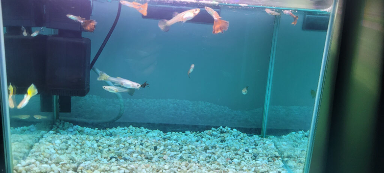 Only &pound;30- An aquarium set up with 13 Guppies