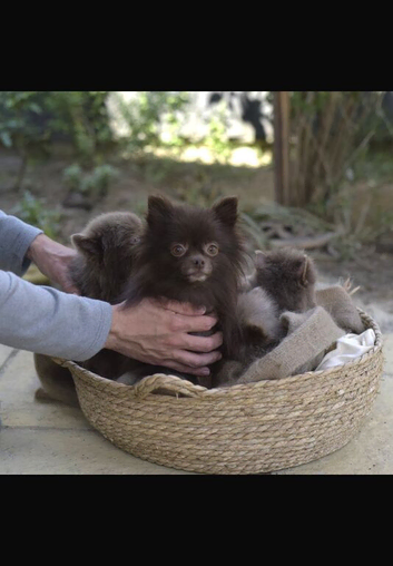 Pomeranian puppies