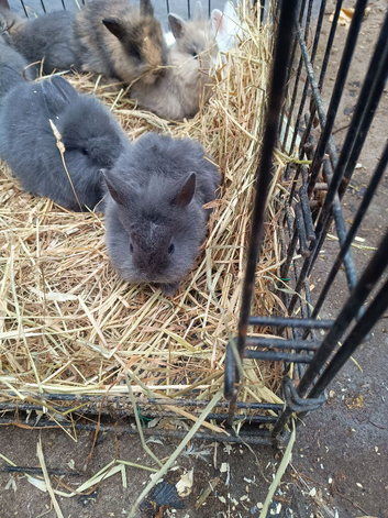 Baby rabbit for sale