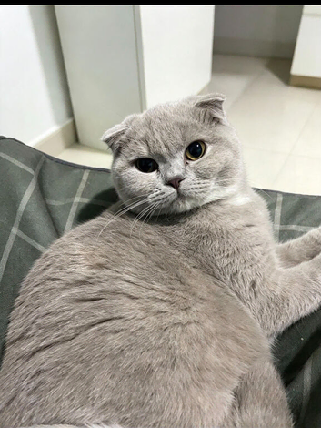 SCOTTISH FOLD FEMALE
