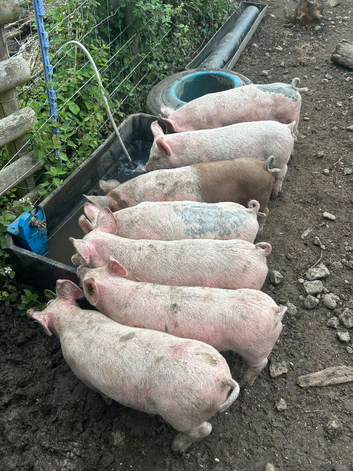 Large White Cross Weaners