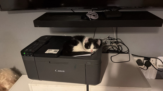 Male and female kitten need loving home