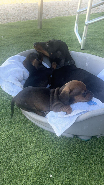Miniature dachshund