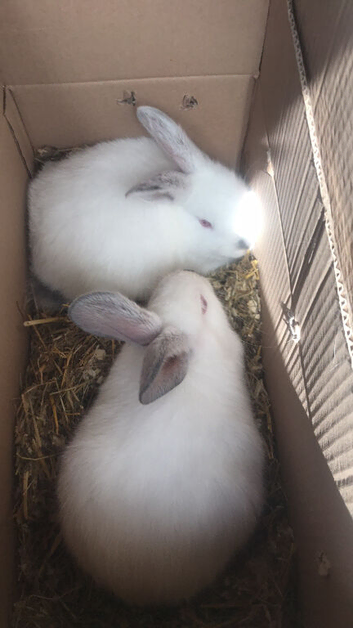 2- 8 week old rabbits unsexed