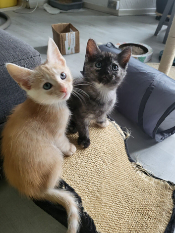 Lovely kittens for sale, ready for new home