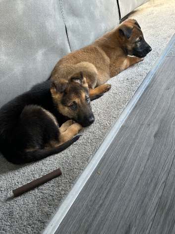 German shepherd sable coloured bitch. Un neutered. 6 month old . Fed royal canin.