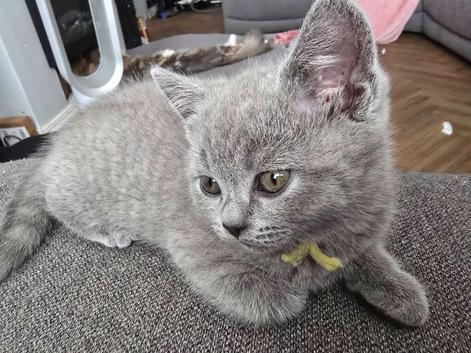 Pure bread British Shorthair kittens and ragdoll kittens