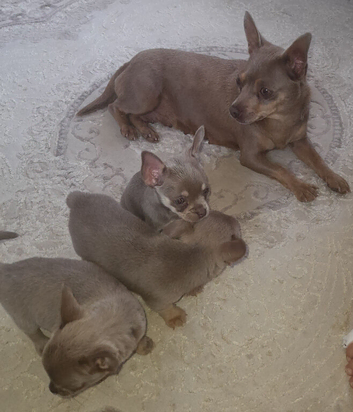 Chihuahua pups