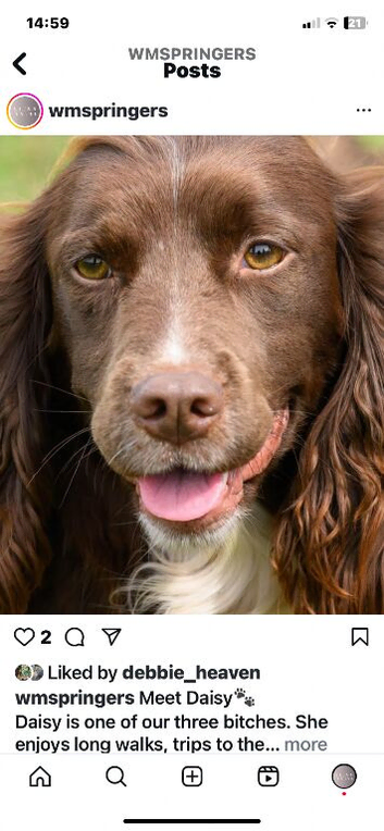 English springer spaniel