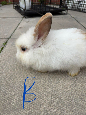 Lionhead baby