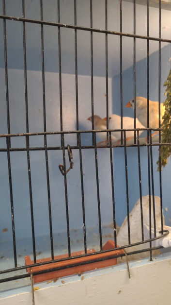 6 Pairs of Zebra Finches