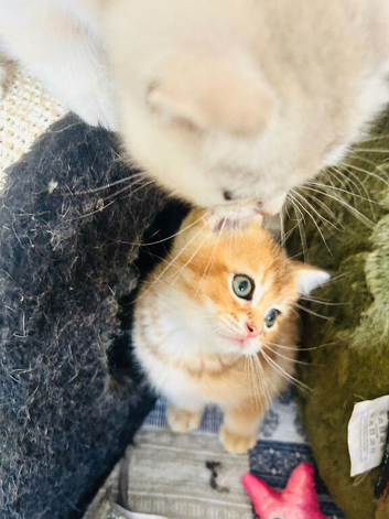BEAUTIFUL KITTENS LOOKING FOR THEIR FOREVER HOMES!