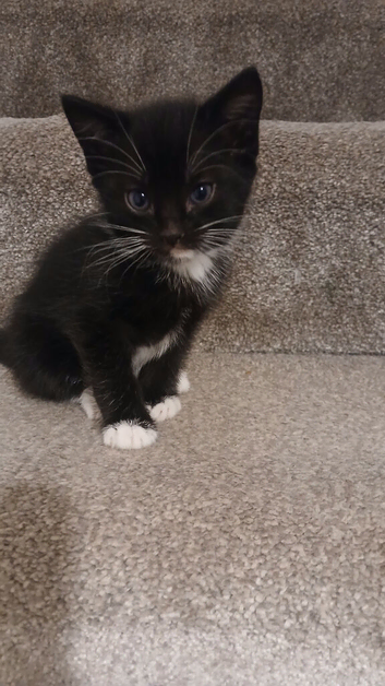 1 Boy kitten available. 6 weeks old